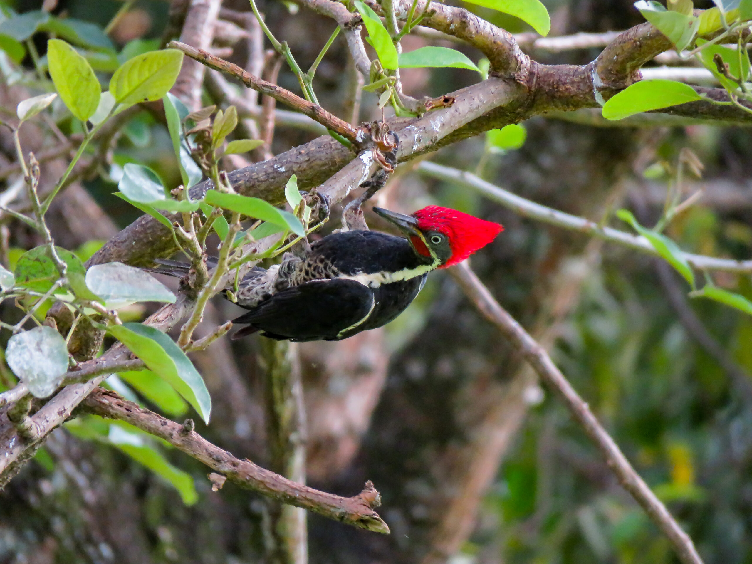 pajareros birding tours