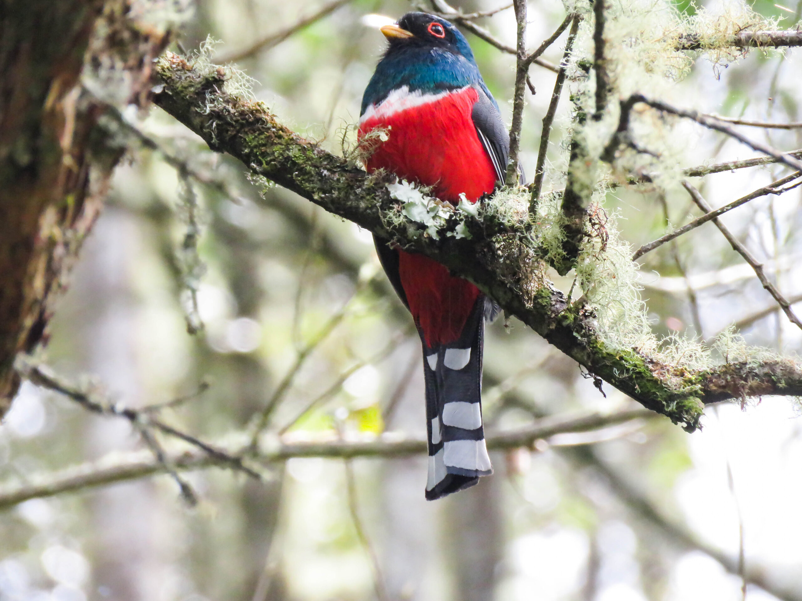 pajareros birding tours
