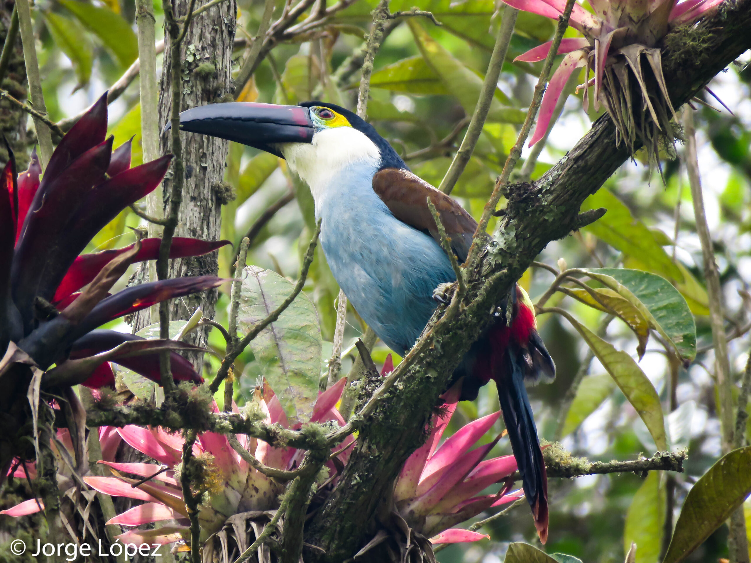 pajareros birding tours
