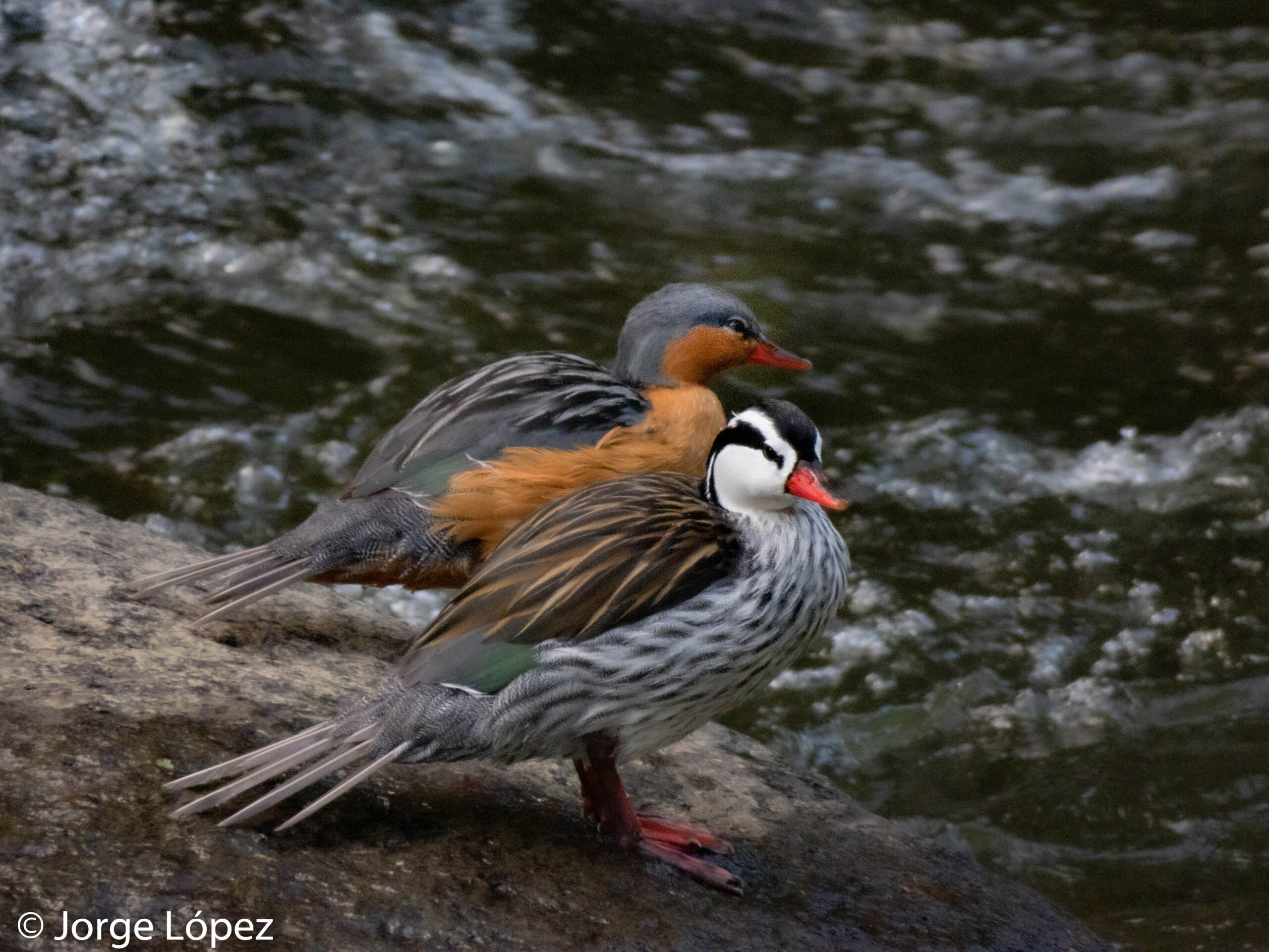 pajareros birding tours