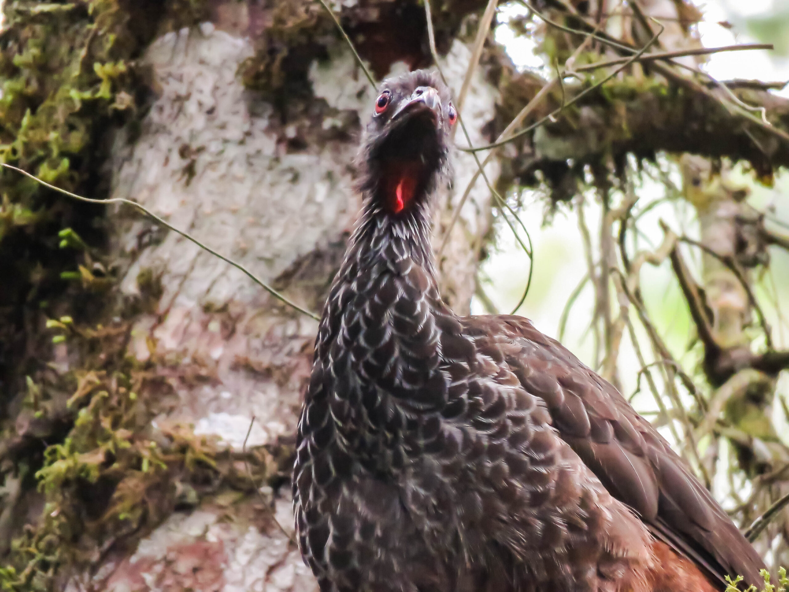 pajareros birding tours