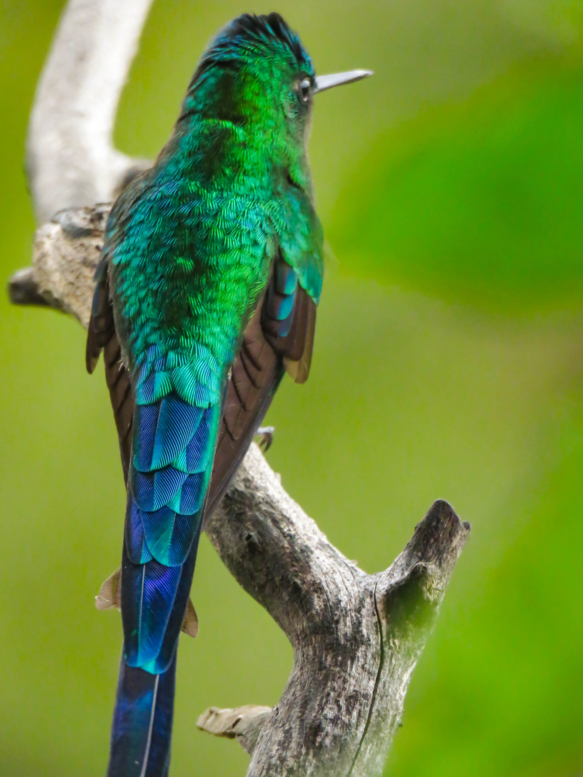 pajareros birding tours