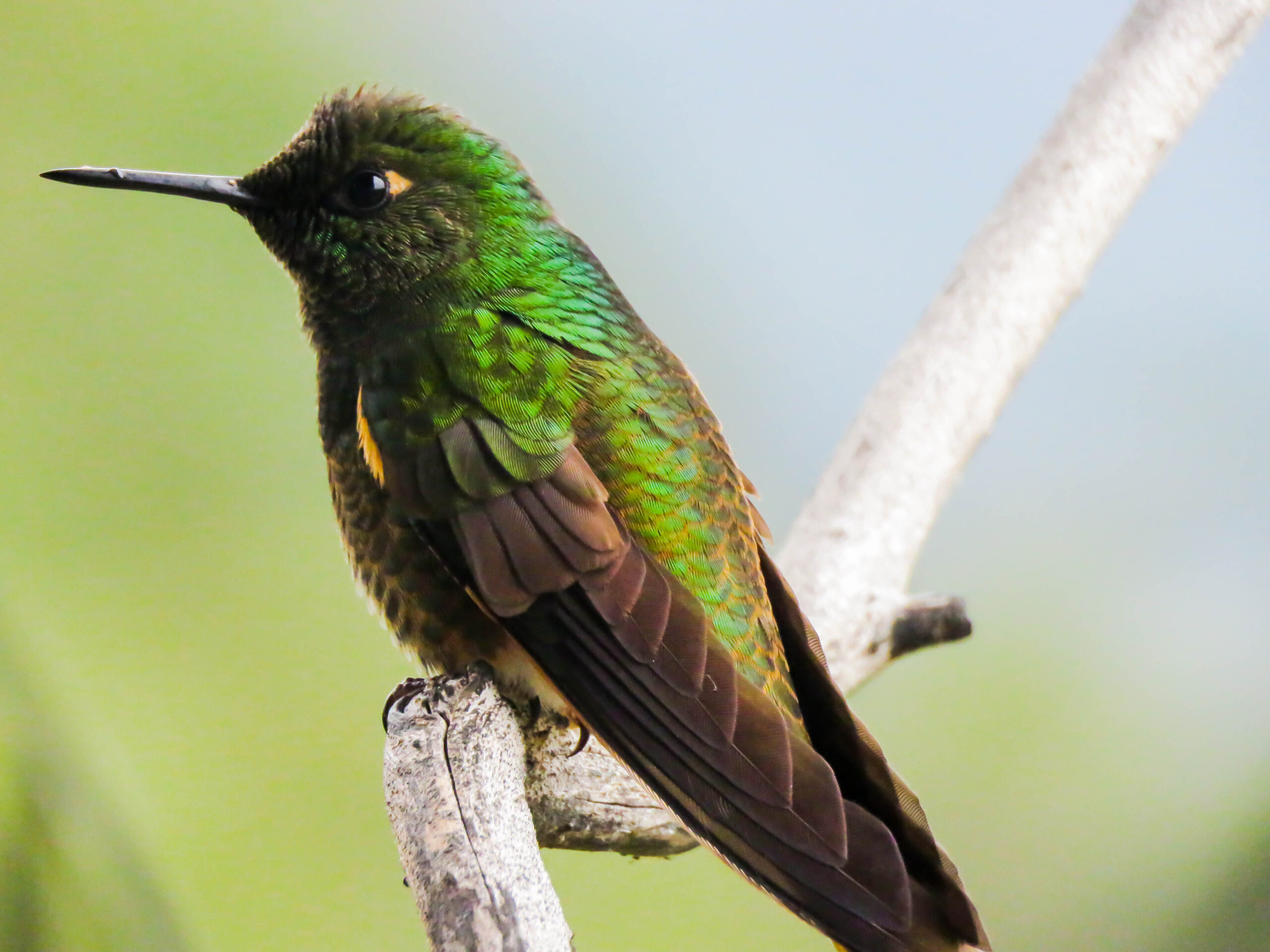 pajareros birding tours