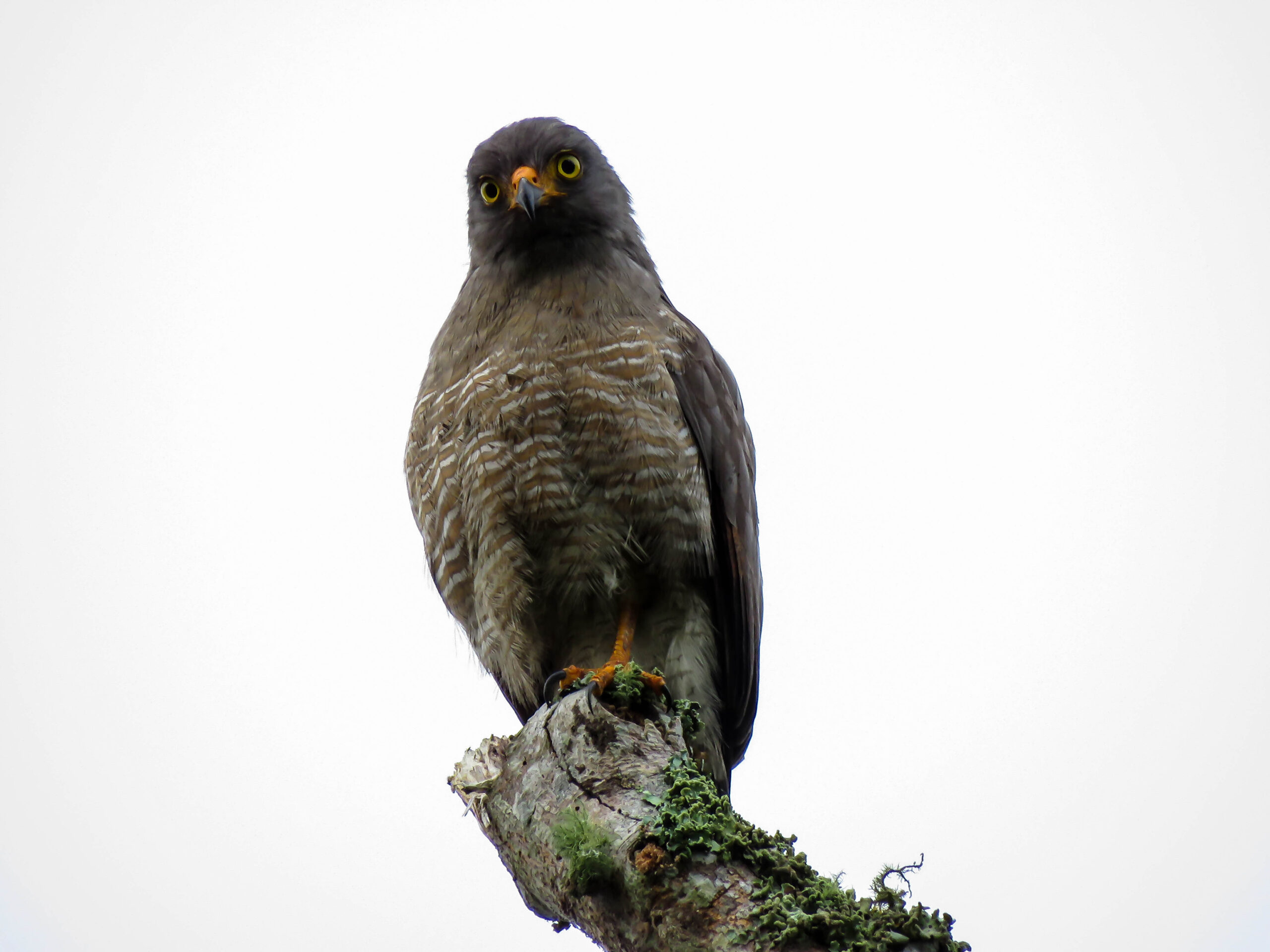 pajareros birding tours