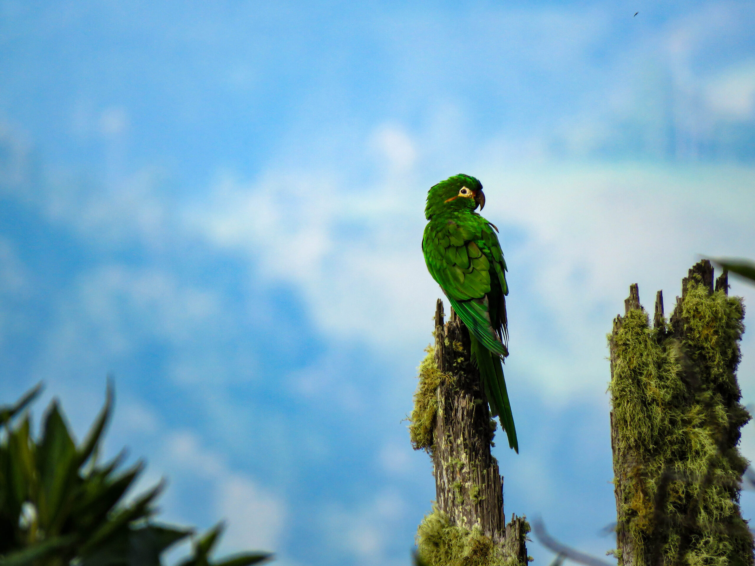 pajareros birding tours