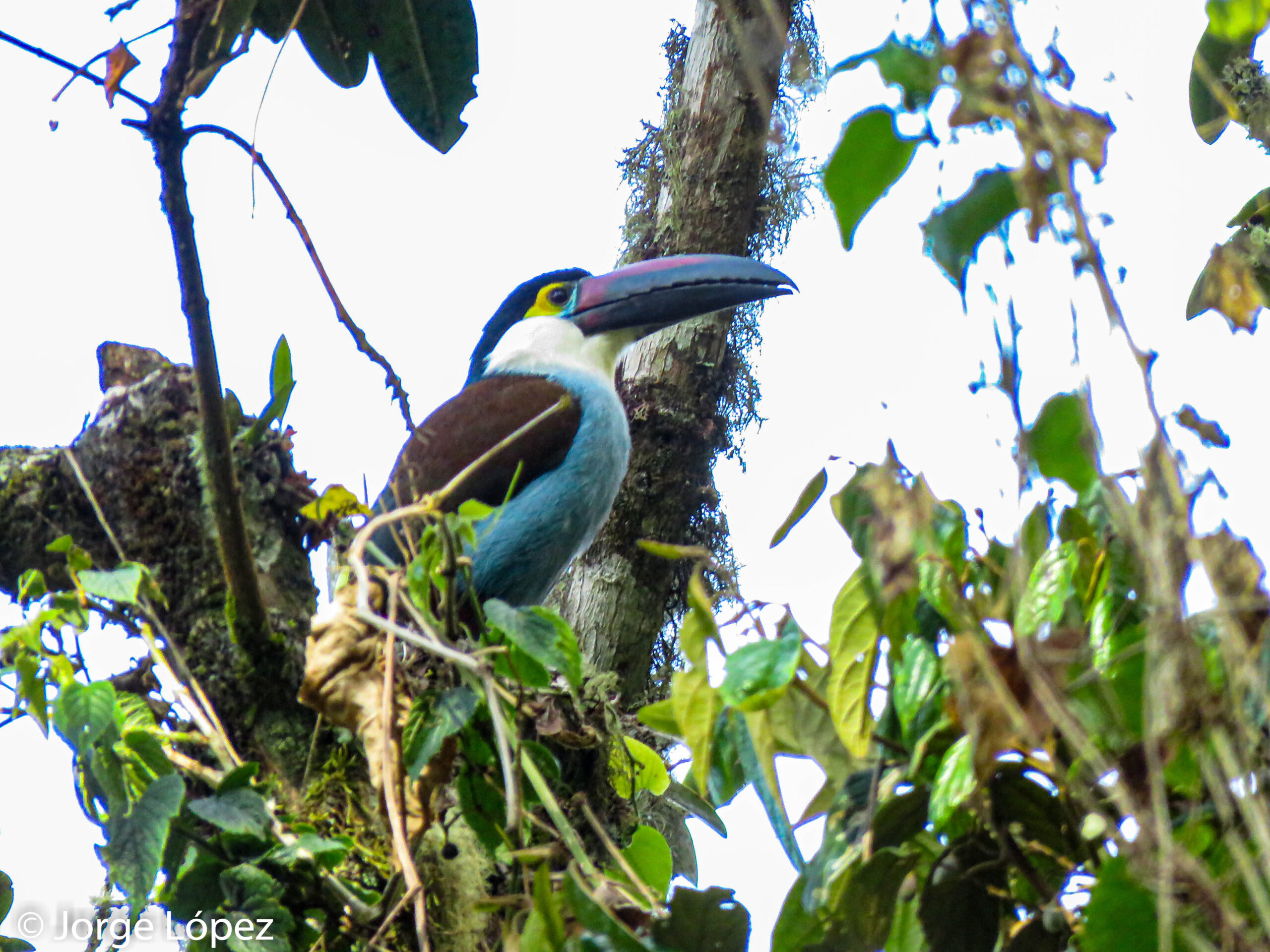 pajareros birding tours