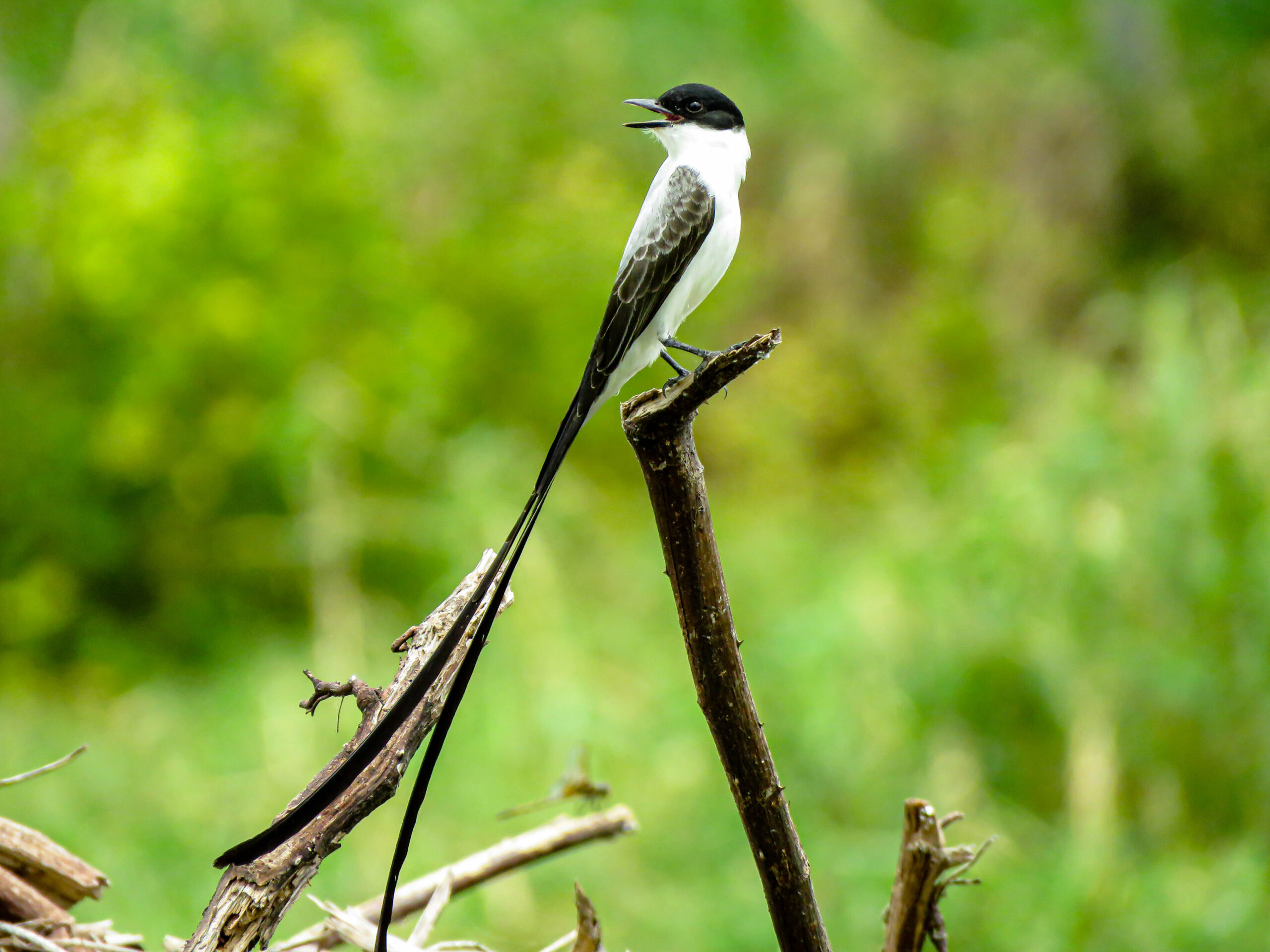 pajareros birding tours