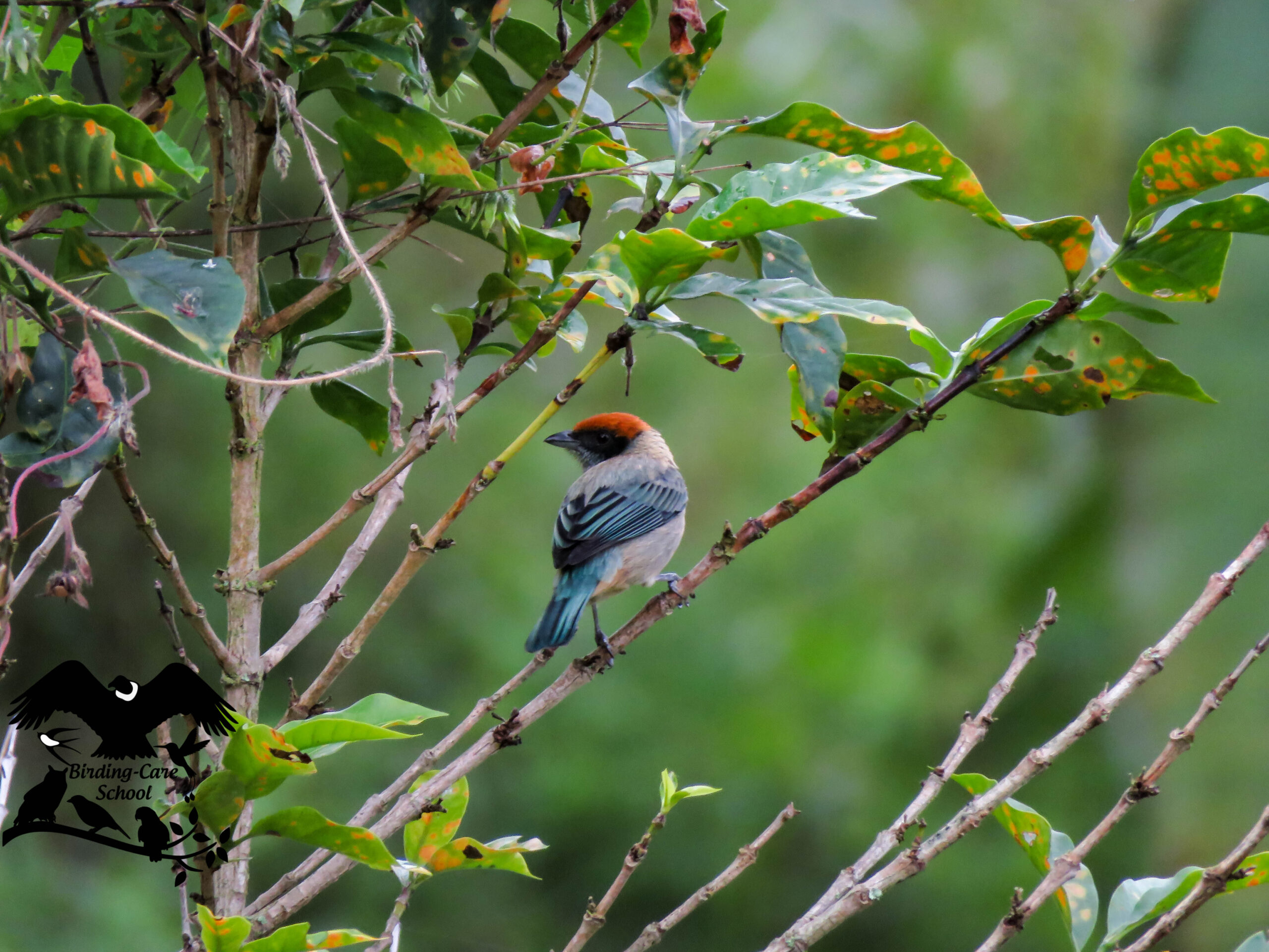 pajareros birding tours