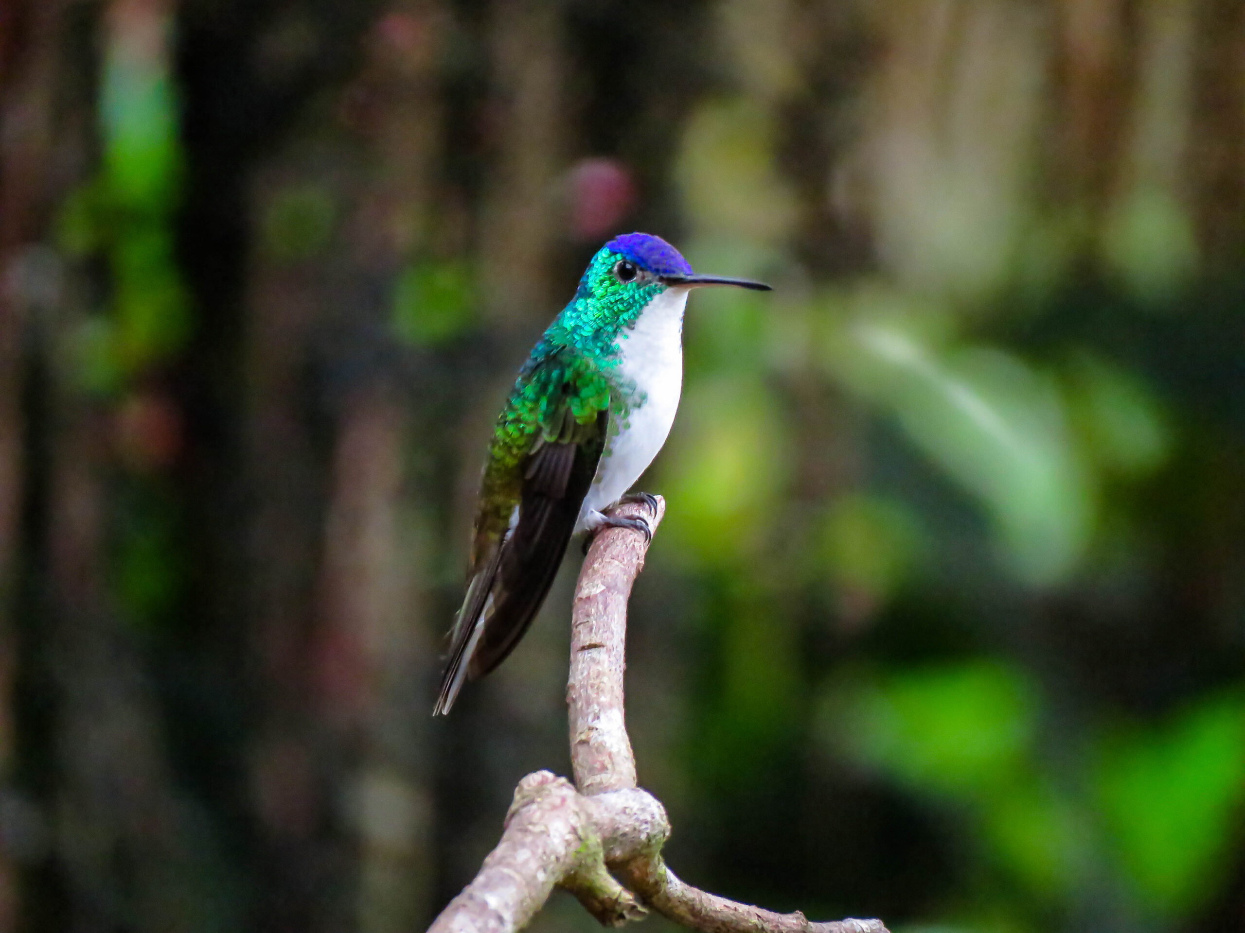 pajareros birding tours