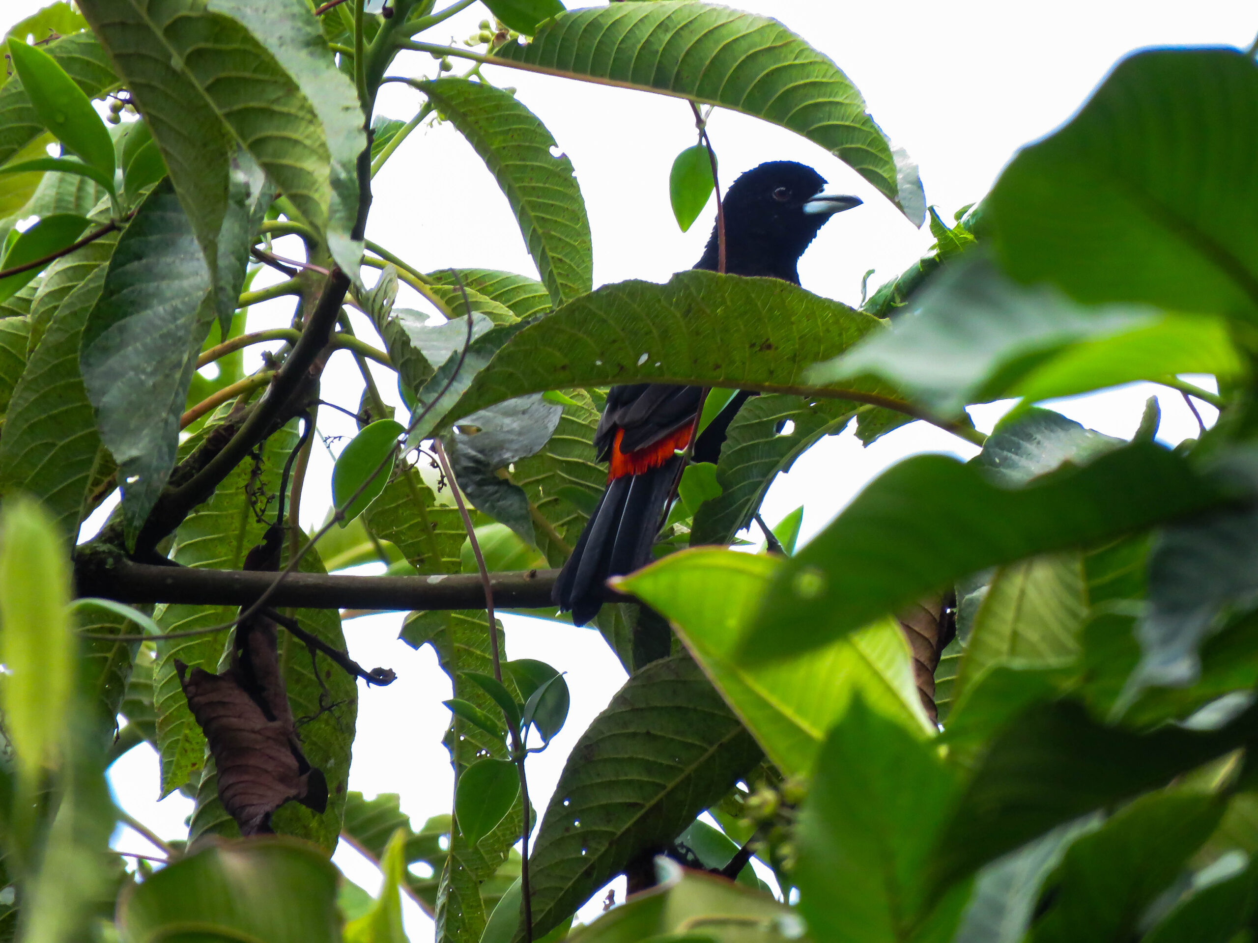 pajareros birding tours