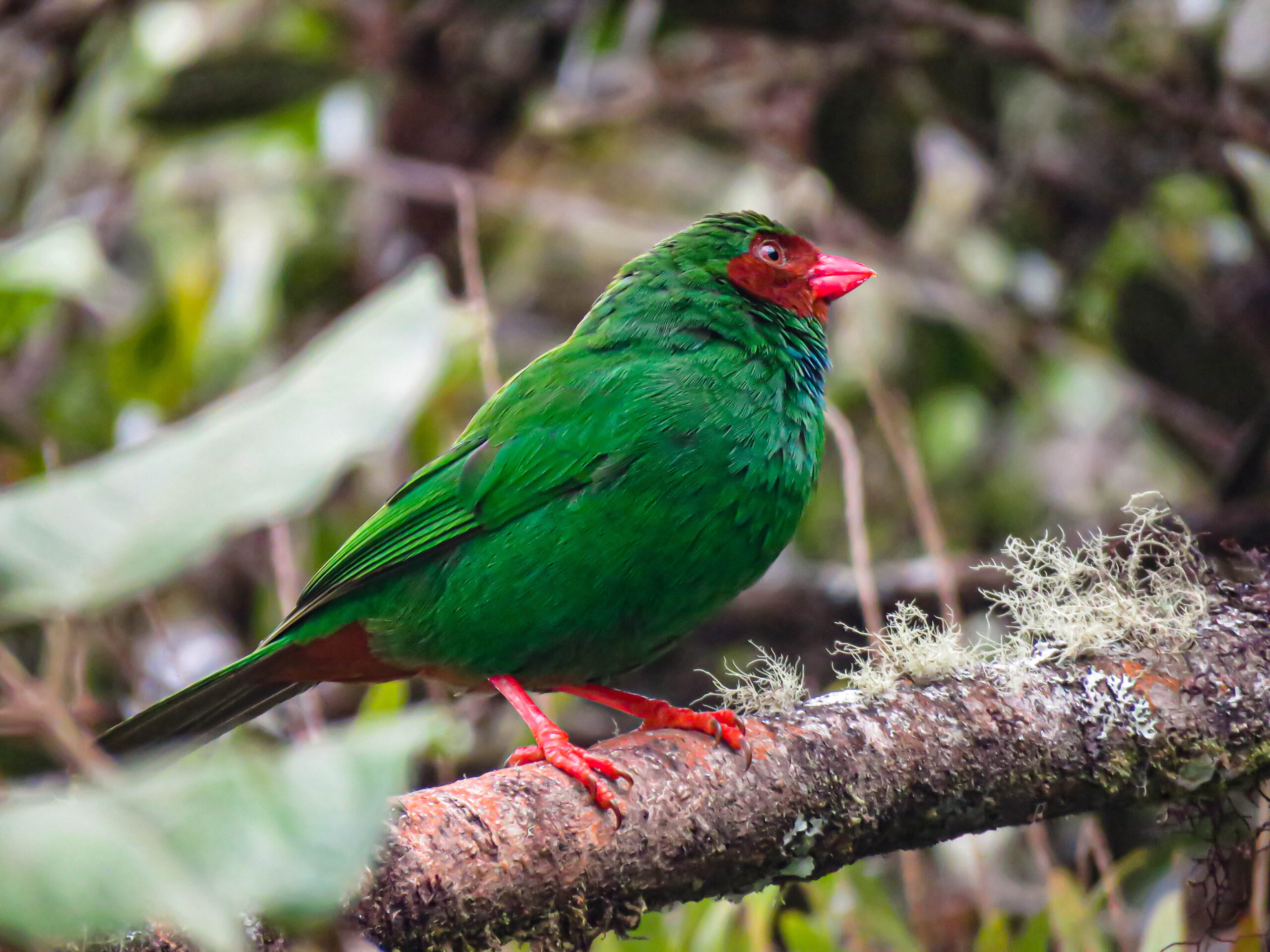 pajareros birding tours