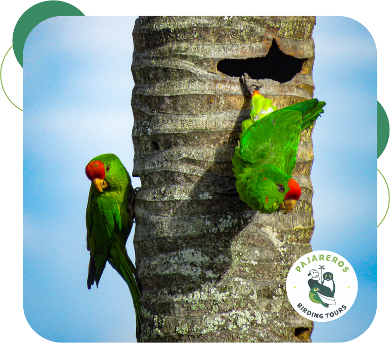 portada pajareros birding tours