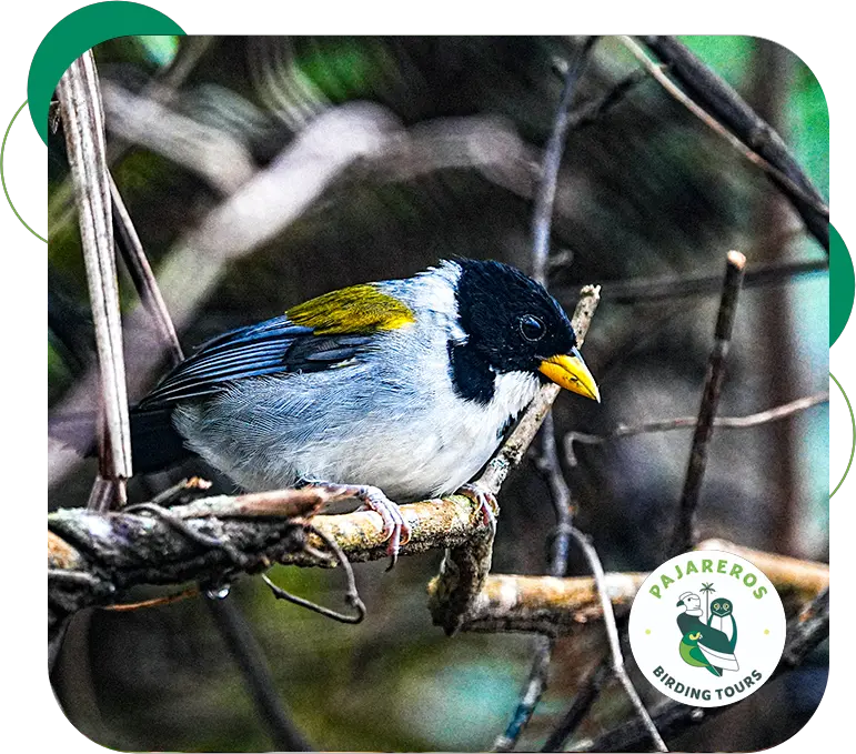 Caribben tour pajareros
