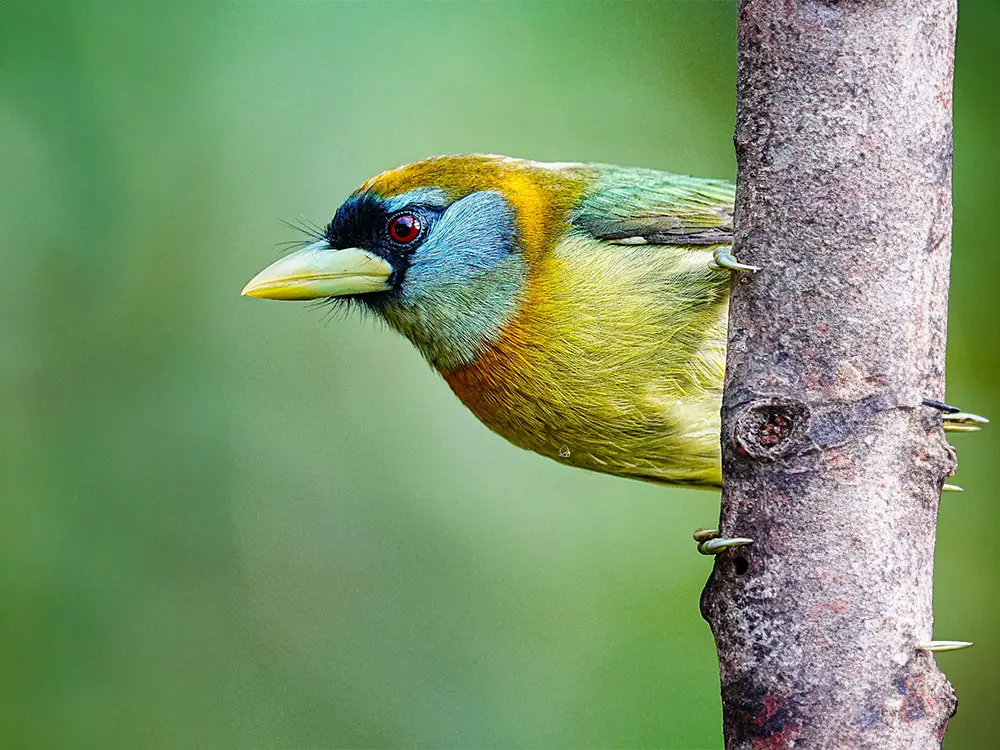 central andes birding tour