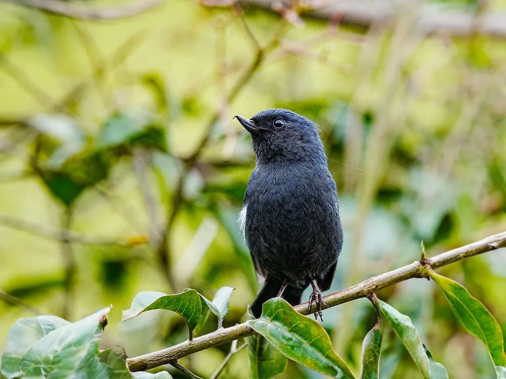 central andes birding tour