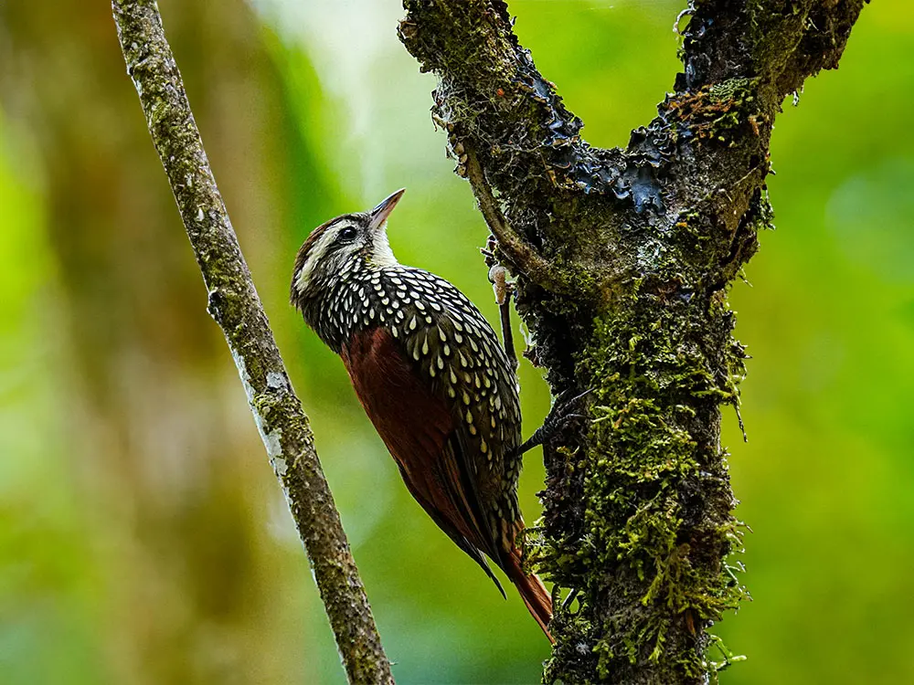 central andes birding tour