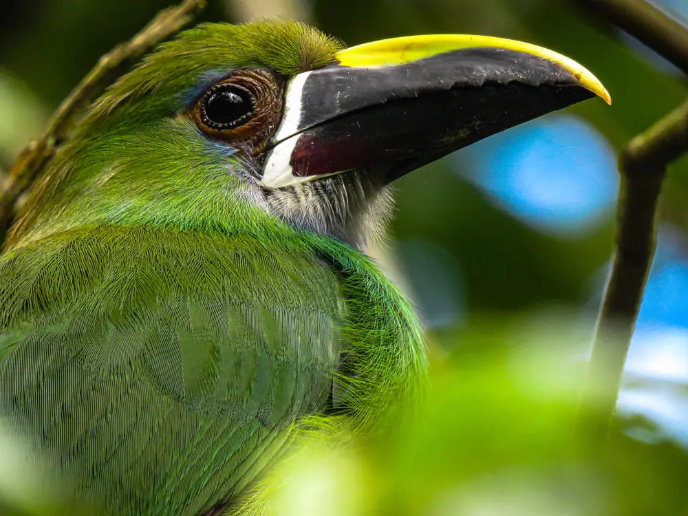 central andes birding tour