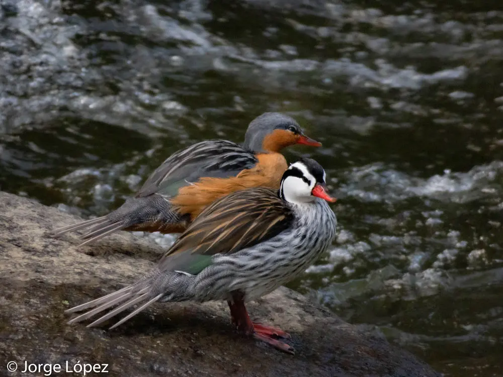 central andes birding tour