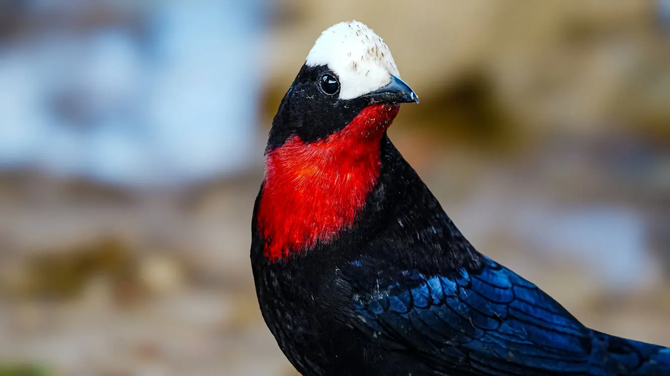 central andes birding tour