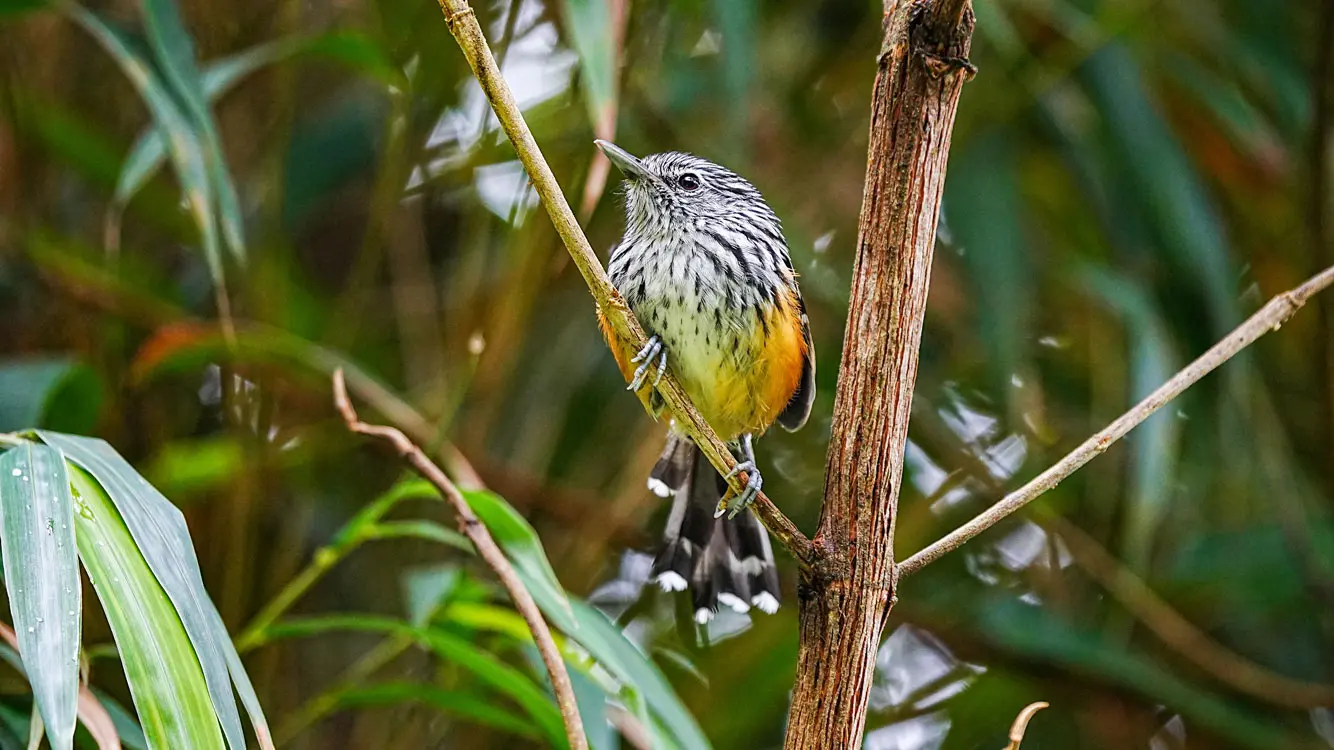 central andes birding tour