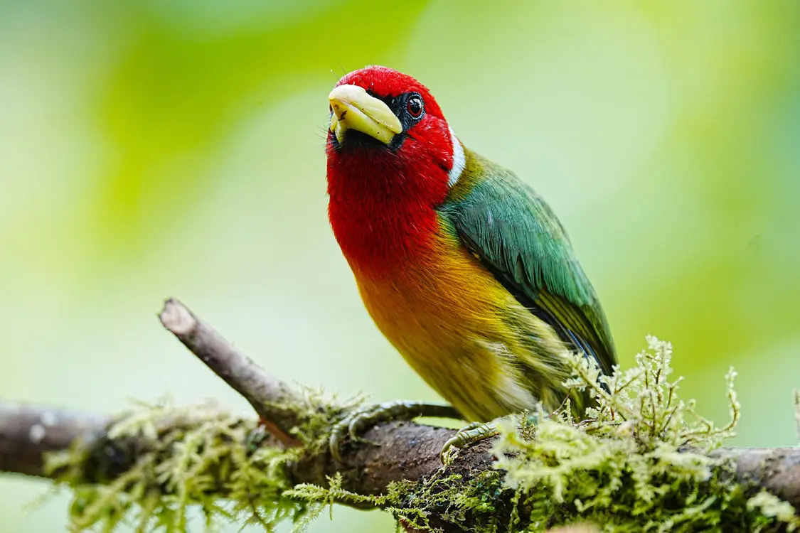 central andes birding tour