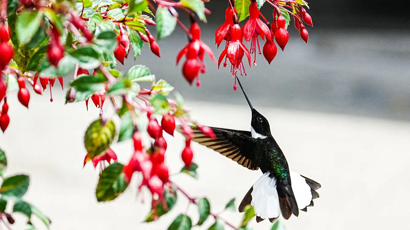 central andes birding tour