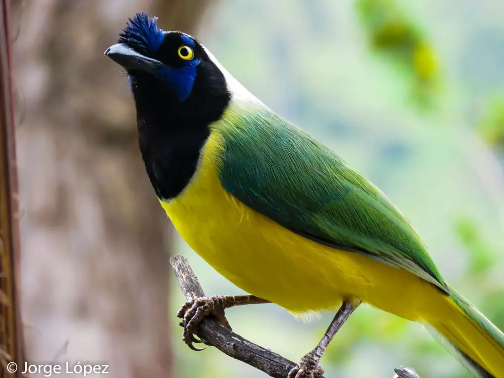 central andes birding tour