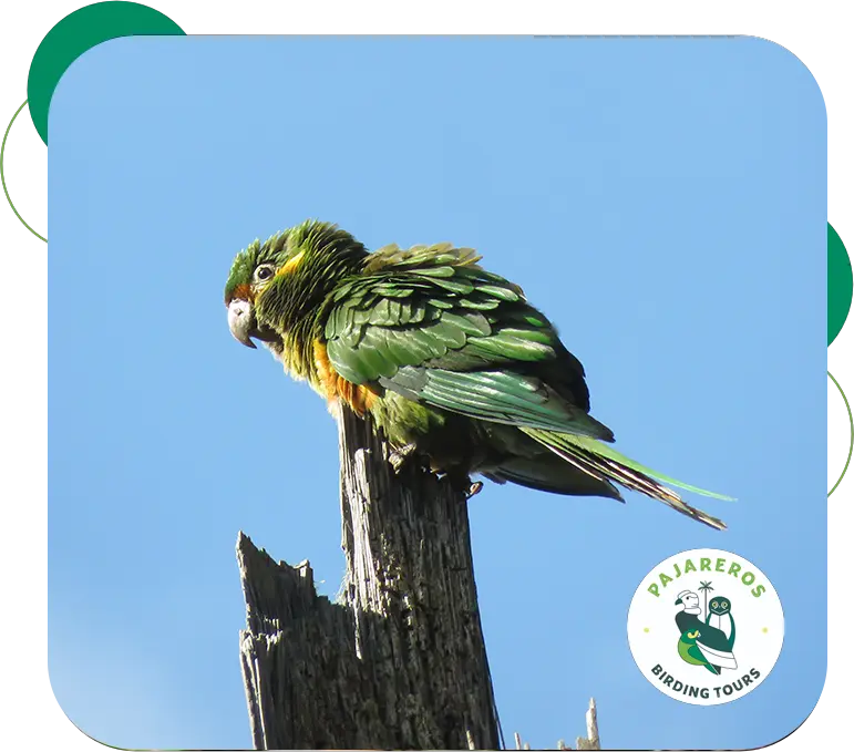 pajareros birding tours
