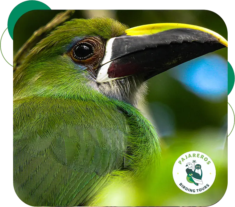 cocora toucans tour pajareros birding tour