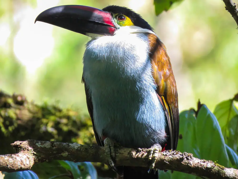 cocora toucans tour pajareros birding tour