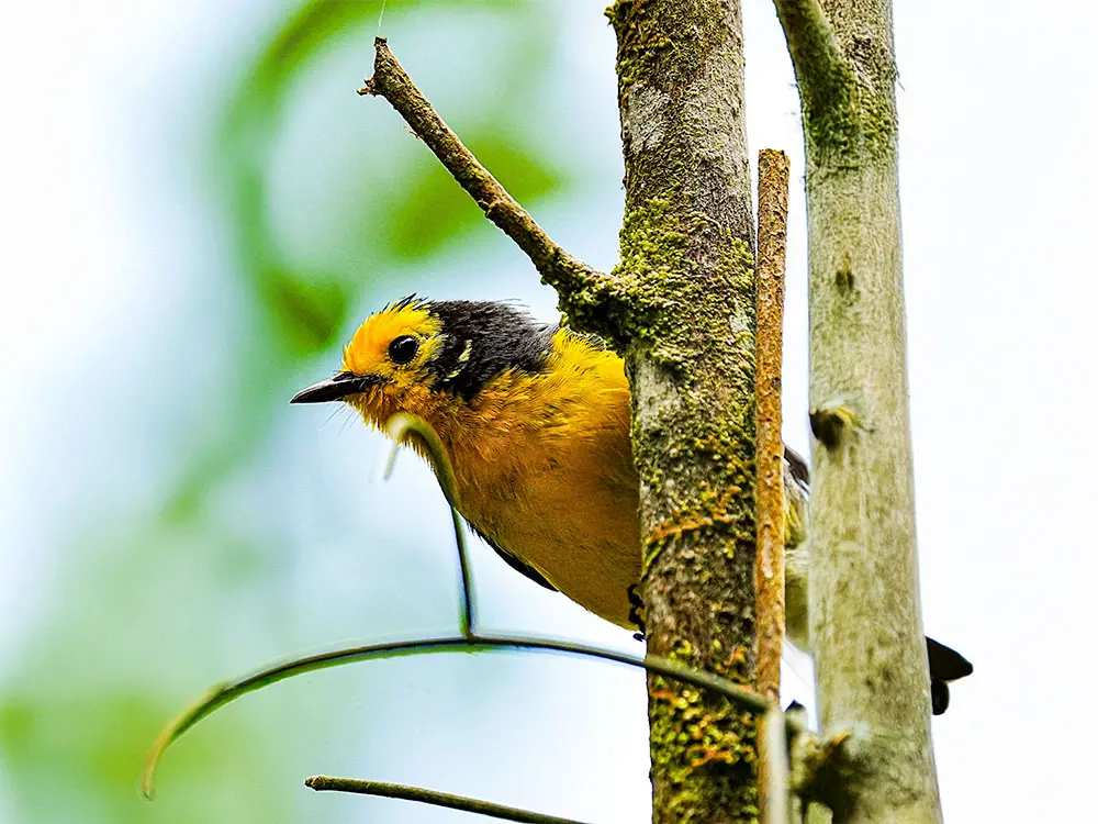 cocora toucans tour pajareros birding tour