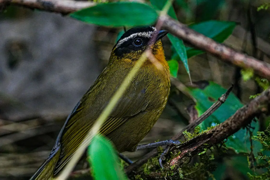 cocora toucans tour pajareros birding tour