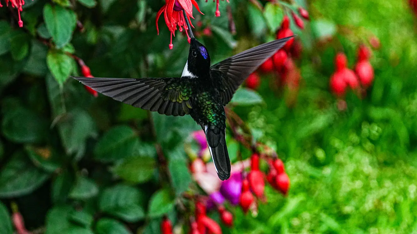cocora toucans tour pajareros birding tour