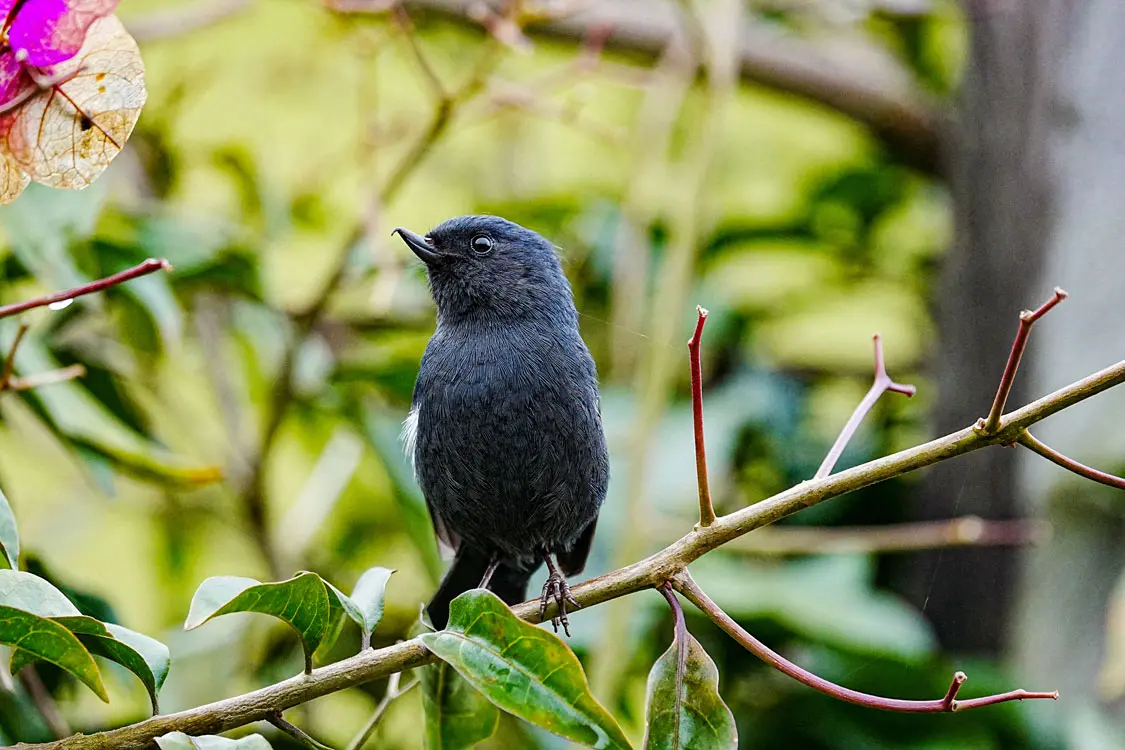 cocora toucans tour pajareros birding tour