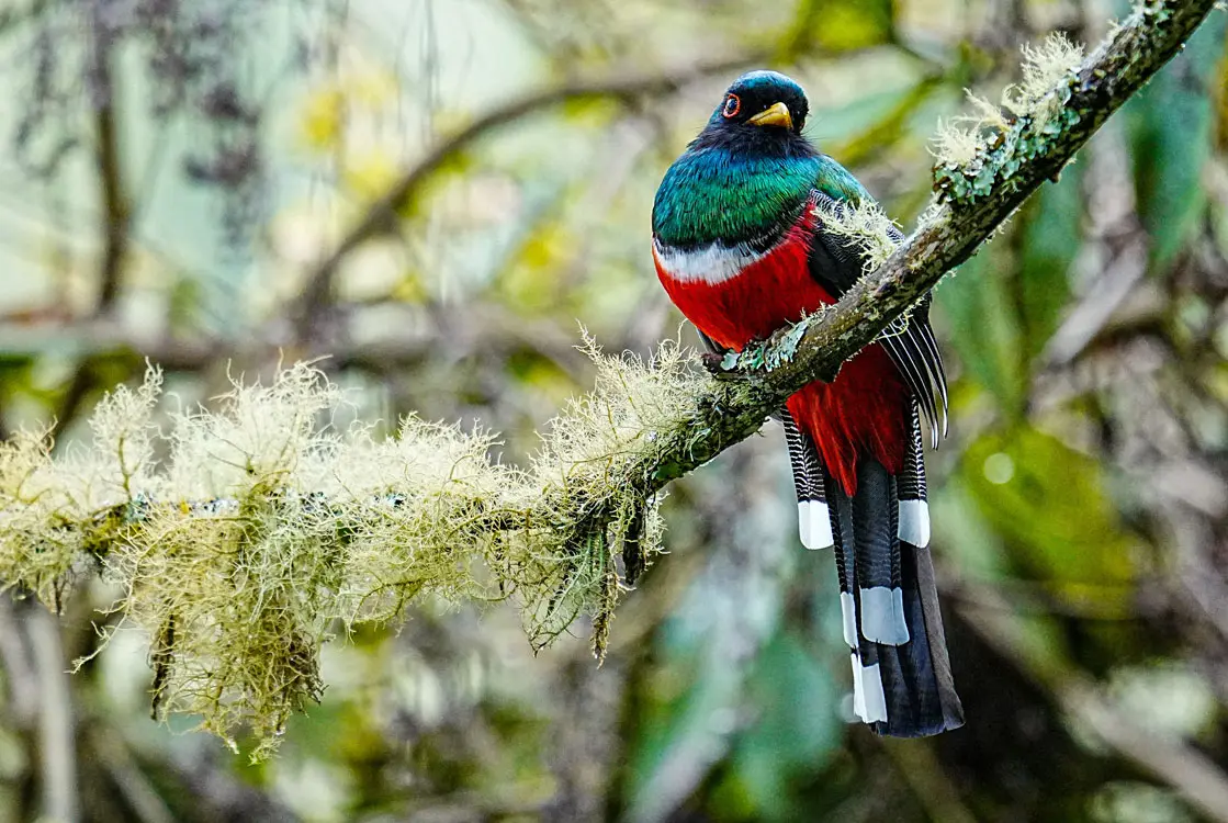 cocora toucans tour pajareros birding tour