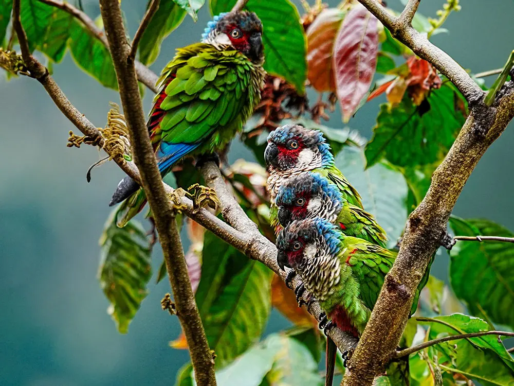 perija andes birding tour 2
