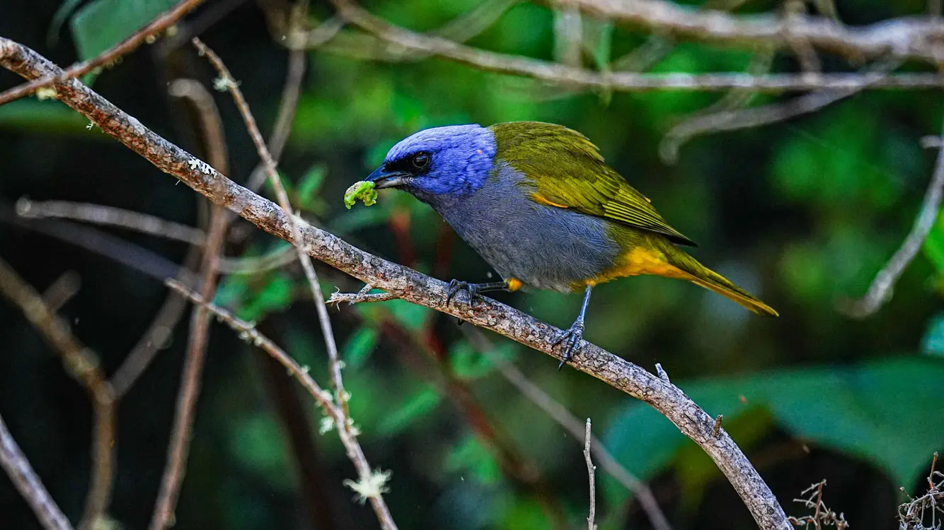 perija andes birding tour 3