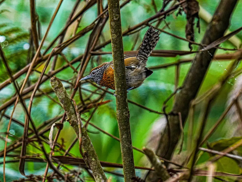 perija andes birding tour 4