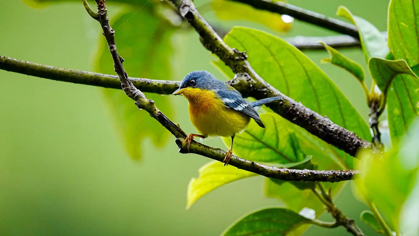 perija andes birding tour 5