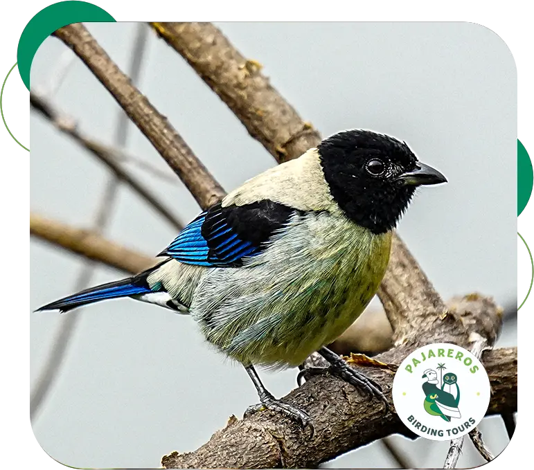 perija andes birding tour