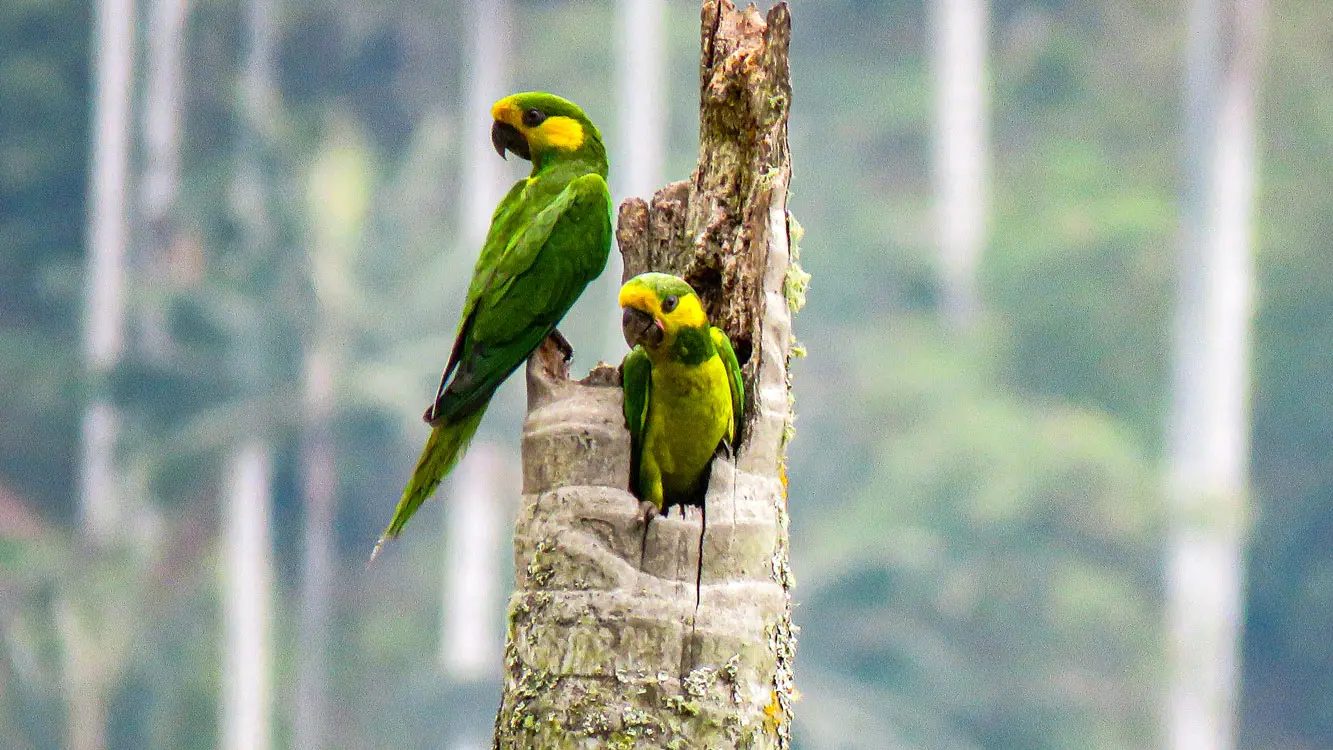 western and central tour pajareros birding tour