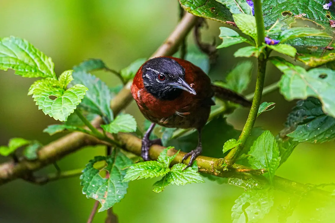western and central tour pajareros birding tour