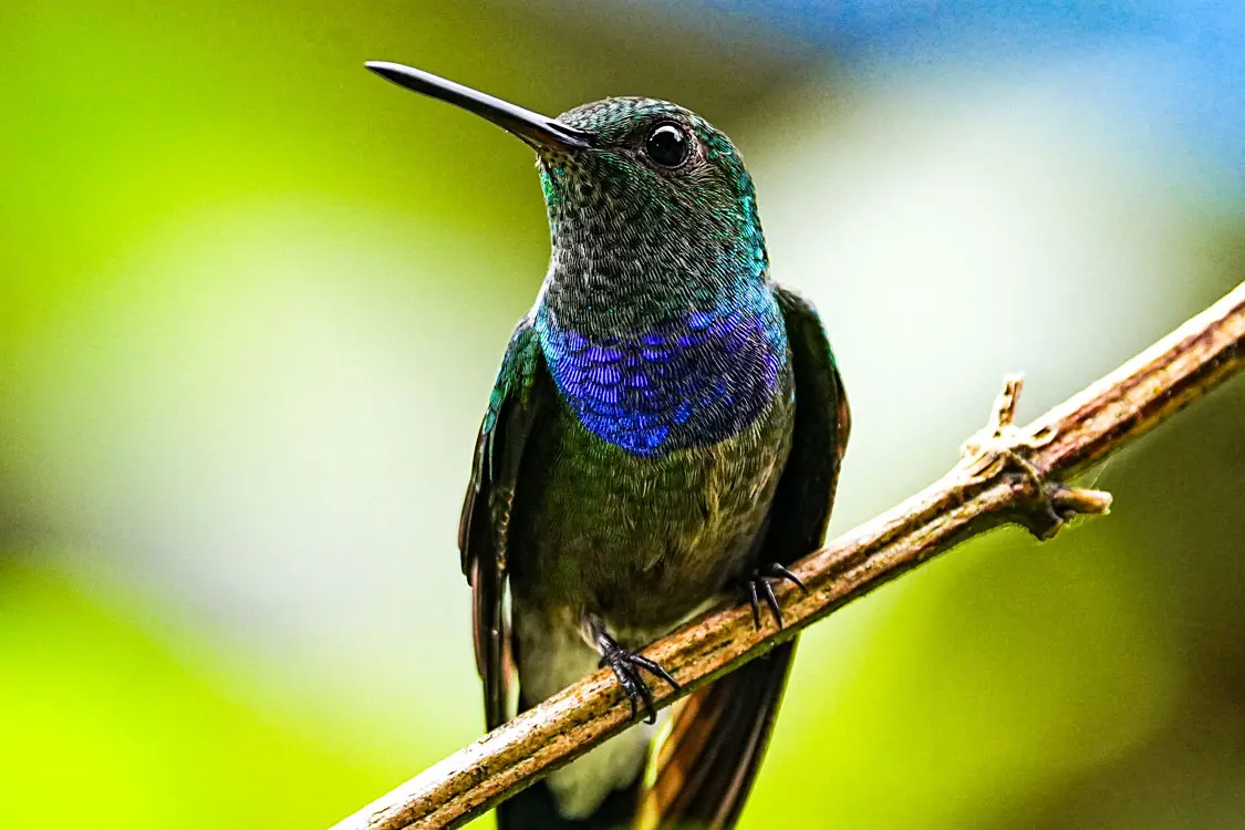 western and central tour pajareros birding tour