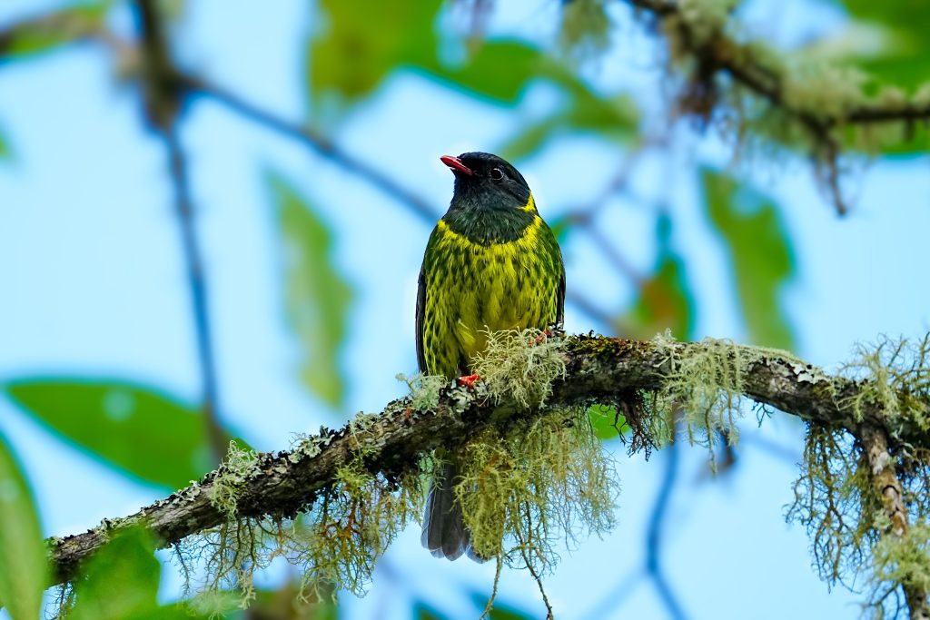 Black and Green Fruiteater recorded in the global big day reports