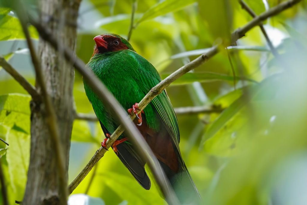 Grass-green Tanager recorded in the global big day reports