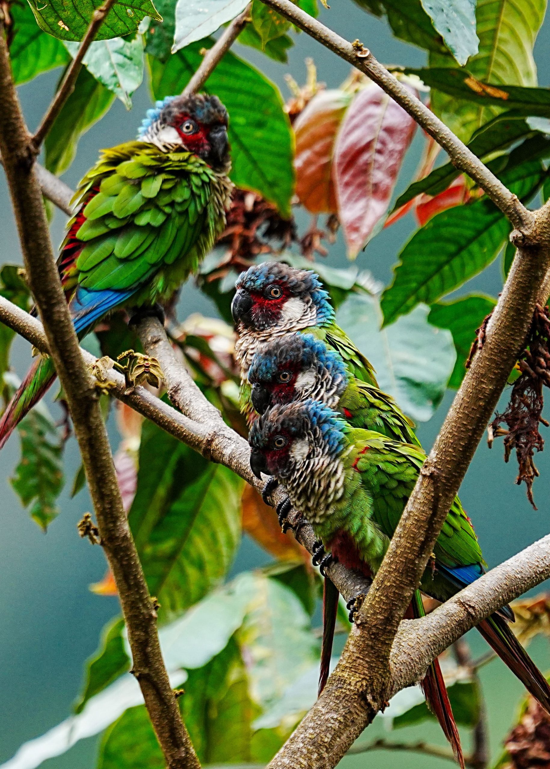 Painted Parakeet