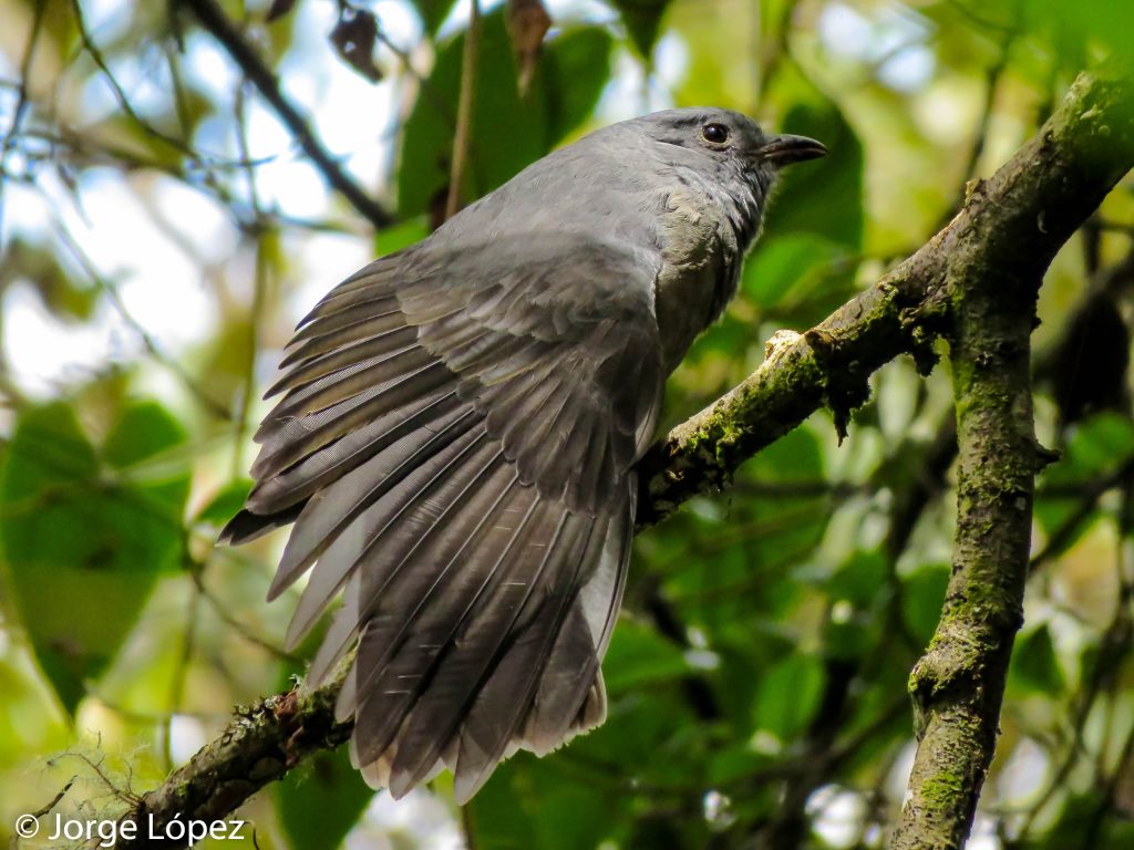 Dusky Piha