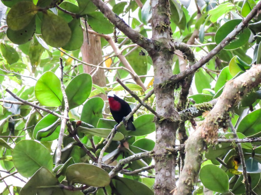 White-capped Tanager