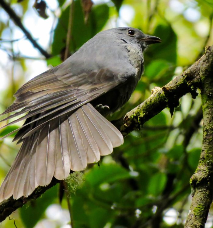 My First Dance with the Dusky Piha (Lipaugus fuscocinereus)